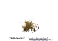 藏品(絹苔屬)的圖片